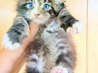 Pure Main Coon Boy DBE - Maine Coon - Gallery Photo #1