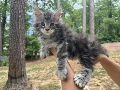 Handsome - Maine Coon - Gallery Photo #1