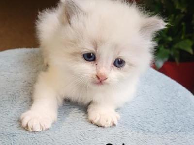 Orion - Ragdoll - Gallery Photo #1