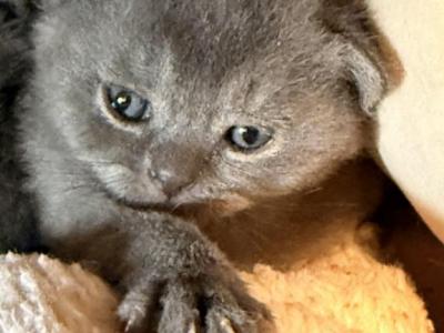 Sprinkles - Scottish Fold - Gallery Photo #1