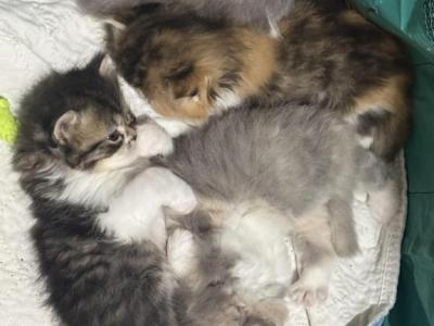 Ruby Anne Litter - Persian - Gallery Photo #1