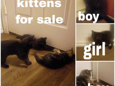 The Special Three - Domestic - Gallery Photo #1