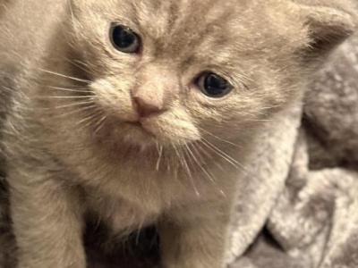 Landon - British Shorthair - Gallery Photo #1