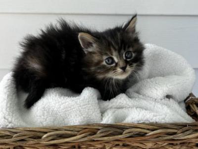 Tai - Siberian - Gallery Photo #1