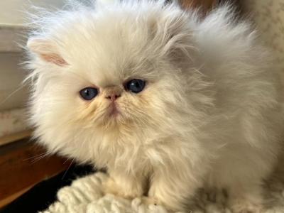 Kingsley Misha Baby Bear - Himalayan - Gallery Photo #1