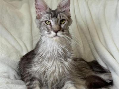 Arthur Silver - Maine Coon - Gallery Photo #1