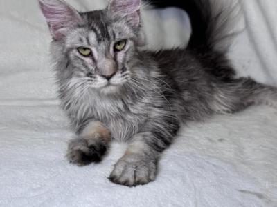 Archie Silver - Maine Coon - Gallery Photo #1
