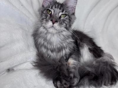 Selena Blue Silver - Maine Coon - Gallery Photo #1