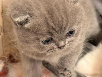 Gracy - British Shorthair - Gallery Photo #1