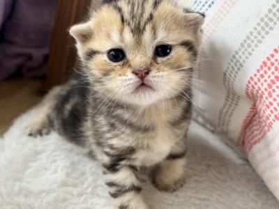 Tiny - Scottish Fold - Gallery Photo #1
