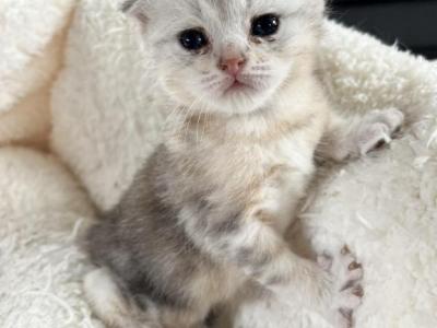 Sky - Scottish Fold - Gallery Photo #1