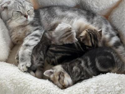 Easter Litter - Scottish Fold - Gallery Photo #1