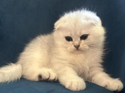 Pepe - Scottish Fold - Gallery Photo #1