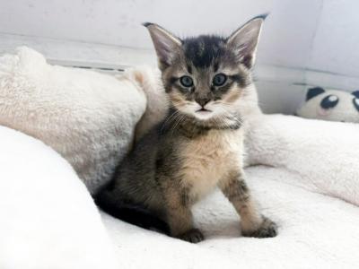 Zahar - Chausie - Gallery Photo #1