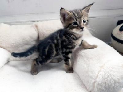 Platon - Chausie - Gallery Photo #1