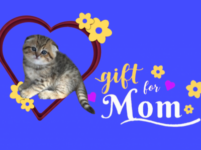 Mabel - Scottish Fold - Gallery Photo #1