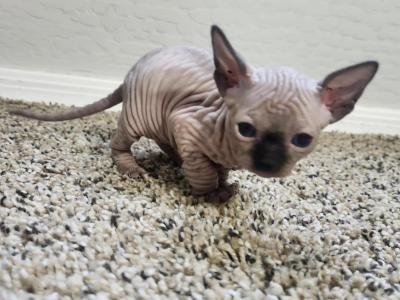 SL Luxe Sphynx - Sphynx - Gallery Photo #1