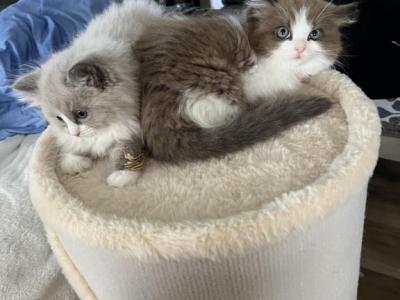 Looker - Ragdoll - Gallery Photo #1