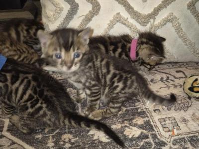 Bengal Kitten - Bengal - Gallery Photo #1