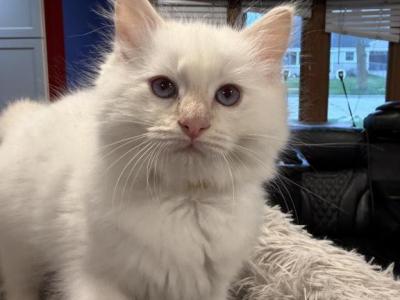 Danis Litter  Milwaukee - Ragdoll - Gallery Photo #1