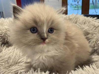 Reigns Litter Milwaukee - Ragdoll - Gallery Photo #1