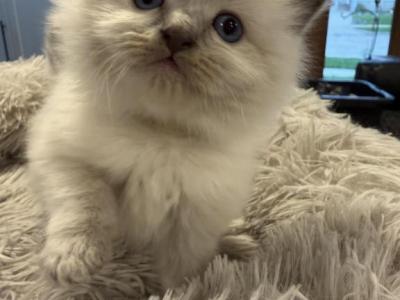 Chloes Litter Milwaukee - Ragdoll - Gallery Photo #1