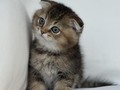 Half And Half Chinchilla Scottish Fold - Scottish Fold - Gallery Photo #1