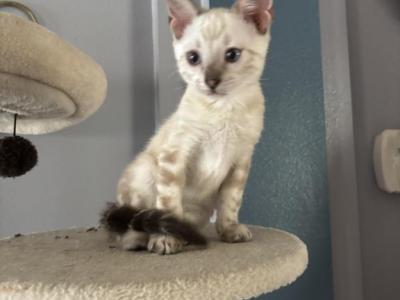 Snow - Bengal - Gallery Photo #1