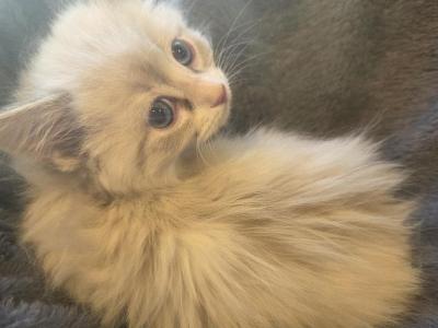 Spring Kittens - Ragdoll - Gallery Photo #1
