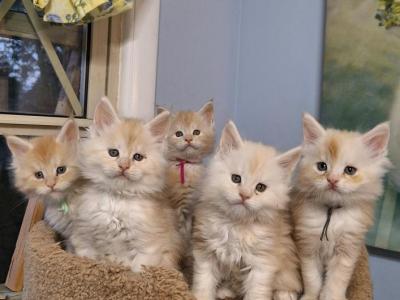 Red Cream Litter - Maine Coon - Gallery Photo #1