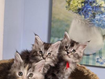 Silver Tabby - Maine Coon - Gallery Photo #1
