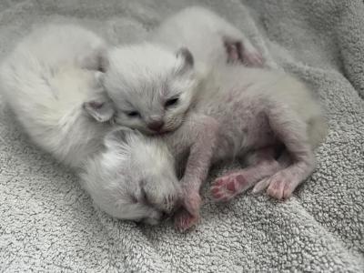Mistys Litter - Ragdoll - Gallery Photo #1