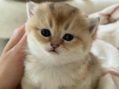 Eleanor - British Shorthair - Gallery Photo #1