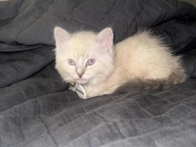 Nans Litter - Ragdoll - Gallery Photo #1