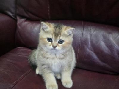 Molly - Scottish Straight - Gallery Photo #1