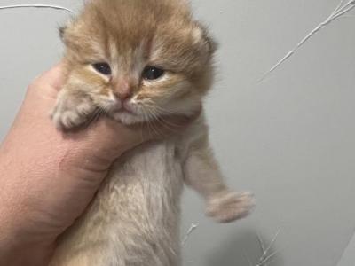 Orange - British Shorthair - Gallery Photo #1
