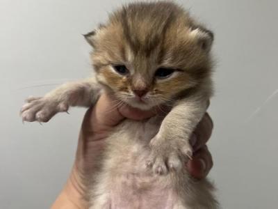 Byron - British Shorthair - Gallery Photo #1