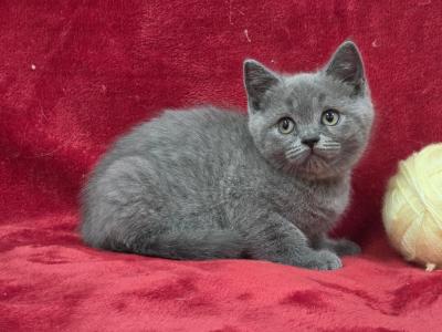Yellow - British Shorthair - Gallery Photo #1
