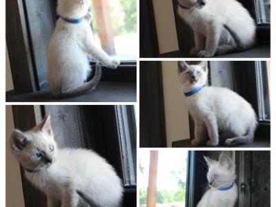 Blue Point - Siamese - Gallery Photo #1