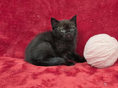 Rose - British Shorthair - Gallery Photo #1