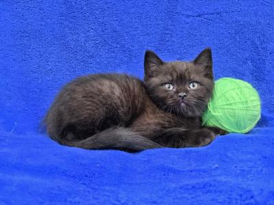 Lime - British Shorthair - Gallery Photo #1