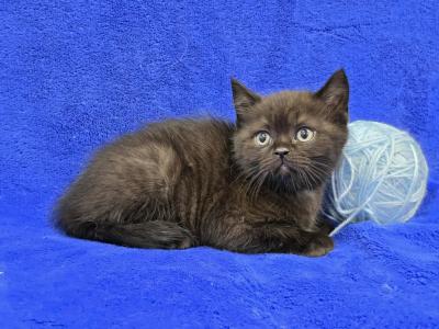 Sky - British Shorthair - Gallery Photo #1