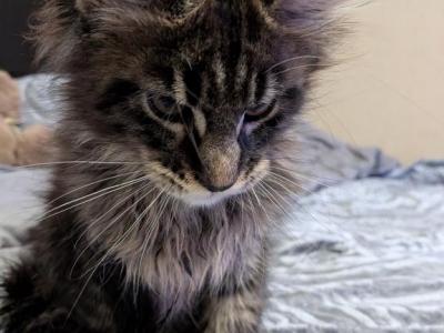 Athos - Maine Coon - Gallery Photo #1