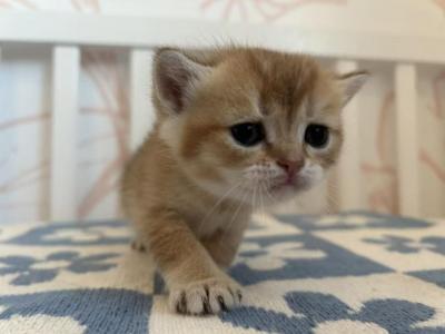 JINU - British Shorthair - Gallery Photo #1