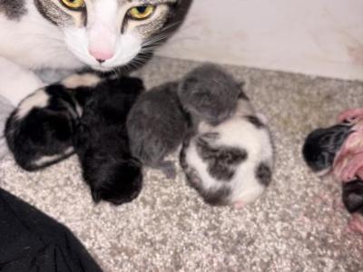 Kitties - Domestic - Gallery Photo #1