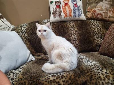 Caramel - British Shorthair - Gallery Photo #1