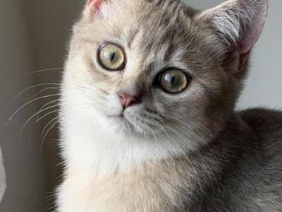 Cedric - British Shorthair - Gallery Photo #1