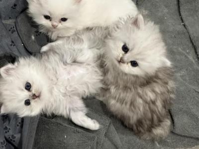 Chicago Purrs - Persian - Gallery Photo #1