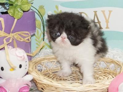 Show Quality Black And White Bi Color Male - Persian - Gallery Photo #1