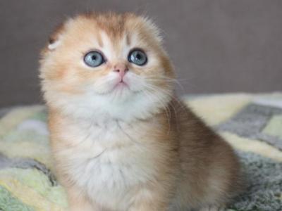 Scottish NOV Pepper - Scottish Fold - Gallery Photo #1